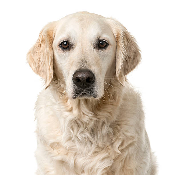istock Golden Retriever sitting in front of a white background 509052068