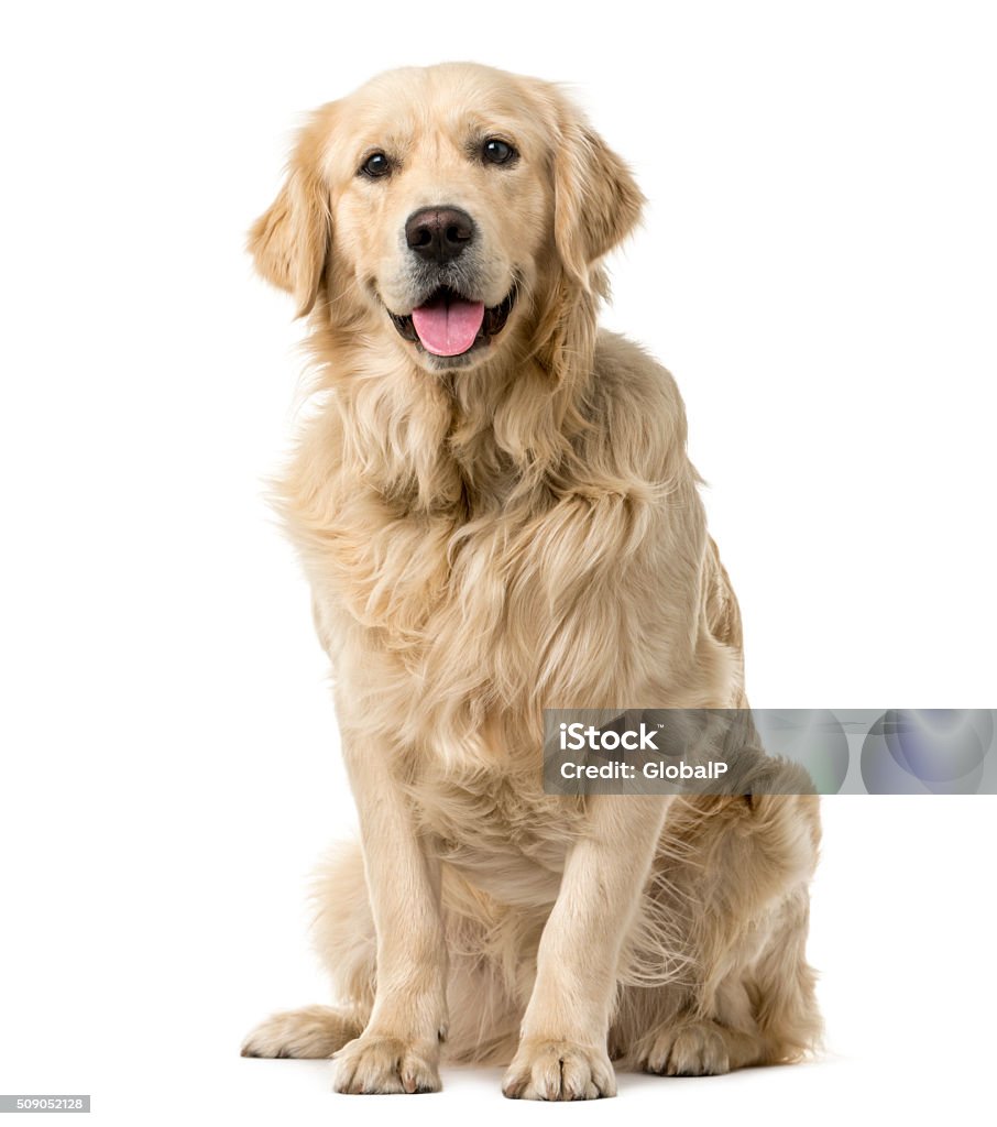 Golden Retriever sitting in front of a white background Dog Stock Photo