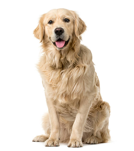 złoty do odzyskiwania siedzi w przód na białe tło - golden retriever zdjęcia i obrazy z banku zdjęć