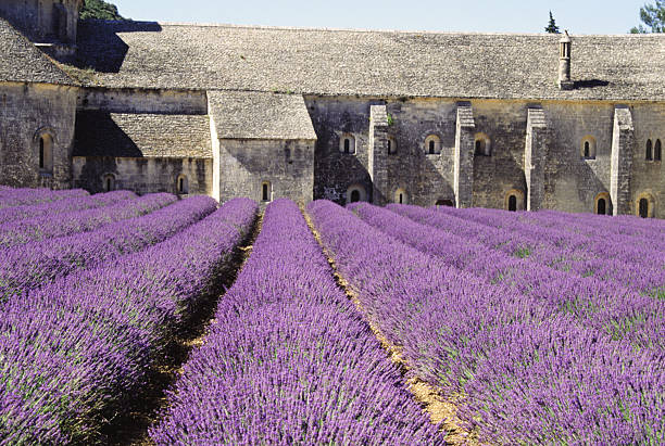 istock Row of Lavender Ready to Harvest 509052191