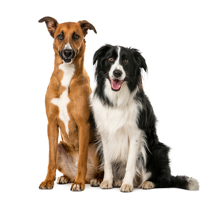 Crossbreed and Border Collie sitting in front of a white background