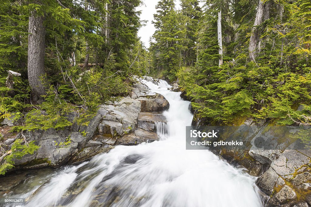 Rapids on the Paradise River, Mt. Rainier National Park, Washington Beauty In Nature Stock Photo