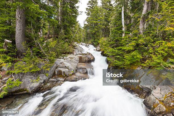 Rapids On The Paradise River Mt Rainier National Park Washington Stock Photo - Download Image Now