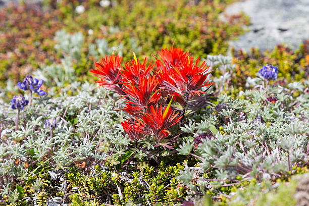 Paintbrush flowers among alpine lichen in Mt. Rainier National Park stock photo