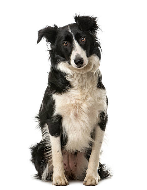 istock Border Collie sitting in front of a white background 509052860