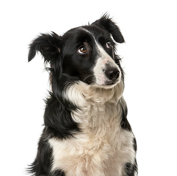 Close-up of a Border Collie