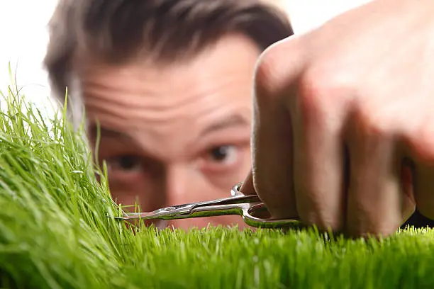 Young man cuts English lawn with a nail scissors