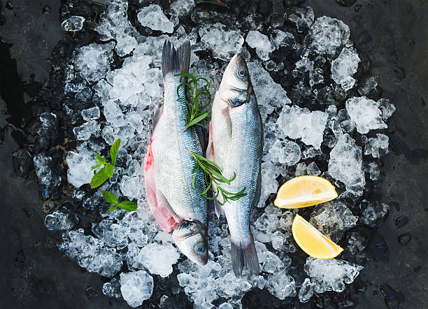 istock Raw seabass with lemon and rosemary on chipped ice over 509053604