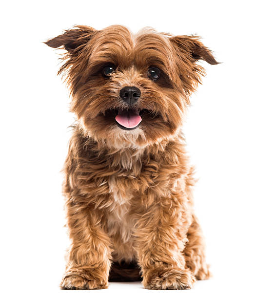 istock Yorkshire terrier in front of a white background 509053924