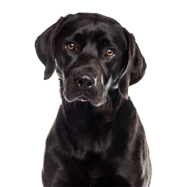 istock Close-up of a labrador in front of a white background 509054122