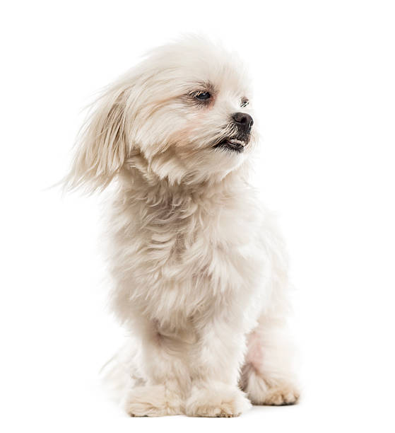 istock Maltese in the wind in front of a white background 509054334