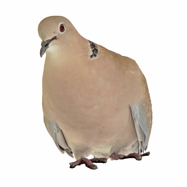 istock Eurasian collared dove in urban environment 509054434