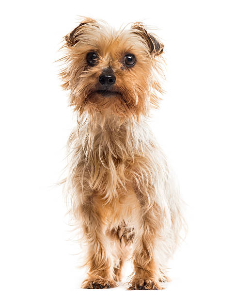 istock yorkshire terrier sitting in front of a white background 509054900