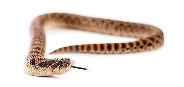 istock Western hog-nosed snake, Heterodon nasicus against white background 509055022