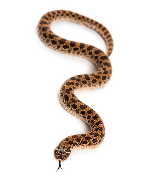Hognose Snake Playing Dead Stock Photo - Download Image Now - Eastern  Hognose Snake, Animal Scale, Animal Wildlife - iStock