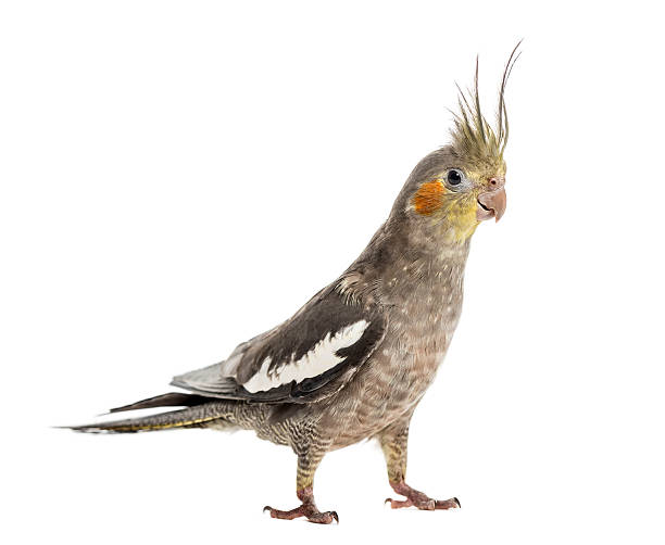istock Cockatiel in front of a white background 509055204