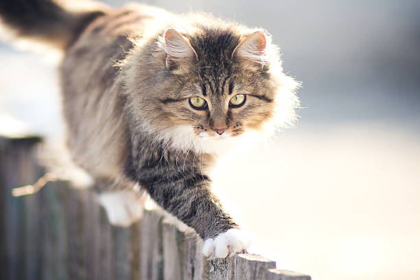 istock discouraged young cat going on a fence in winter 509055214