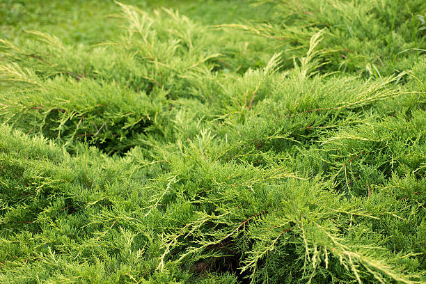 Juniper horizontal Juniperus horizontalis in the garden juniperus horizontalis stock pictures, royalty-free photos & images