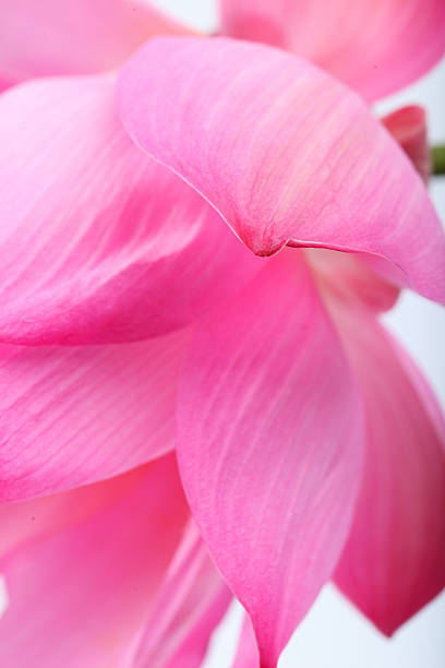 istock close up of lotus petal 509056154