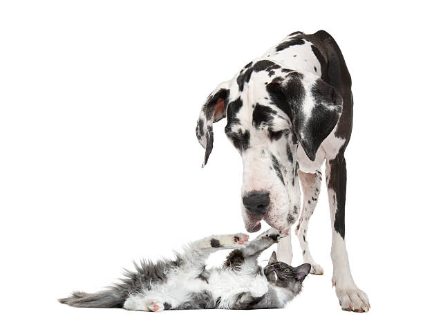 istock Maine coon kitten playing with a harlequin Great Dane 509056814