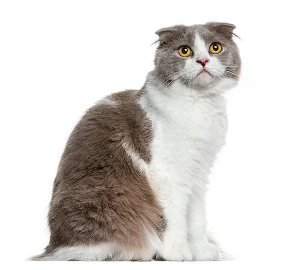 istock Highland fold sitting in front of a white background 509057186