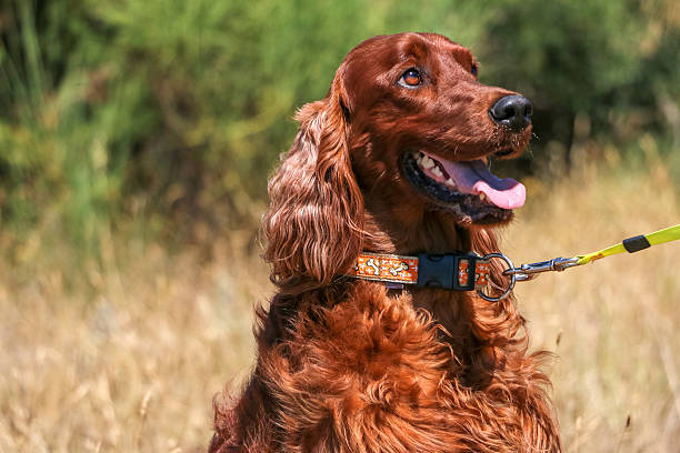 Irish Setter Portrait of a irish red setter. irish setter puppy stock pictures, royalty-free photos & images