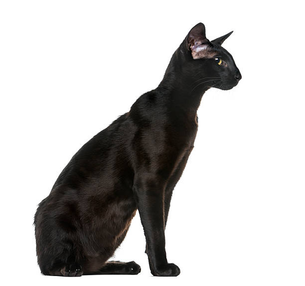 istock Oriental Shorthair (8 months old) sitting 509057480