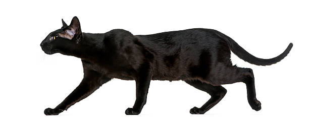 istock Oriental Shorthair (8 months old) walking 509057586