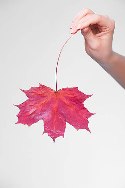 istock Hand with maple leaf as symbol red dry capillary skin. 509076035