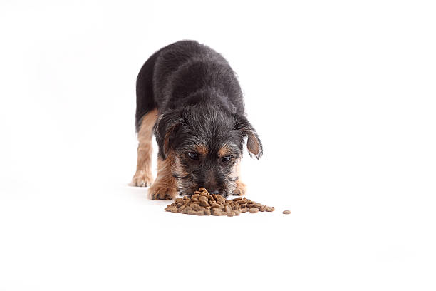 istock Young Terrier Mix eats dog food 509076299