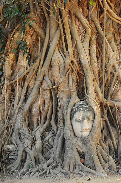 대불 머리를 나무 루츠, 왓 마하탓-수코타이 - monk meditating thailand bangkok 뉴스 사진 이미지