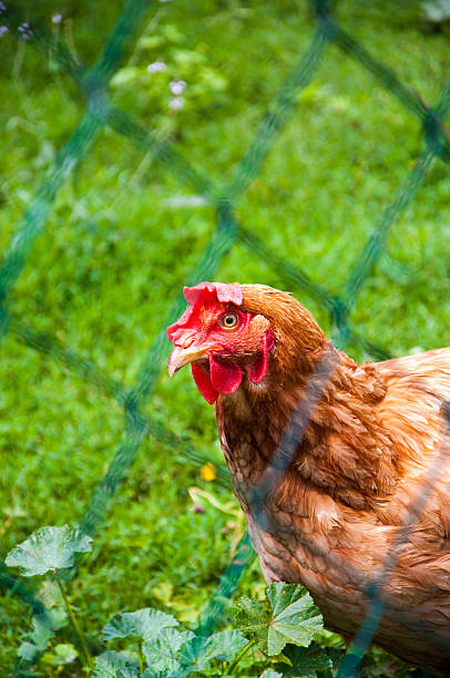 istock Brown egg-laying hen at the farm 509077447