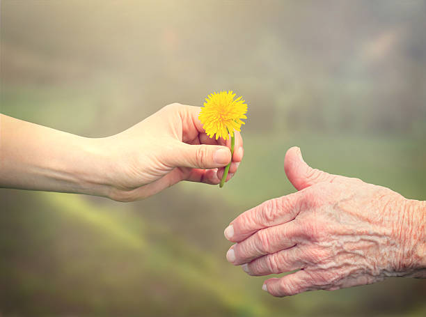 Senior woman sharing a flower with young girl Young woman giving a dandelion to senior woman flower outdoors day loving stock pictures, royalty-free photos & images