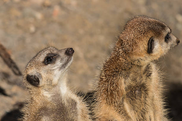 istock detail of guarding meerkats 509079577