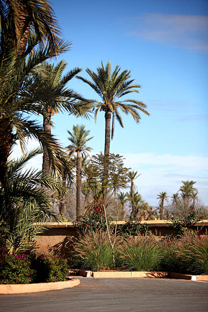 マラケシュのヤシの木 - morocco majorelle gardens formal garden islam ストックフォトと画像