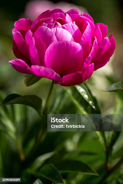 Peony Buds Stock Photo - Download Image Now - Flower, Flower Head, Flowering Plant