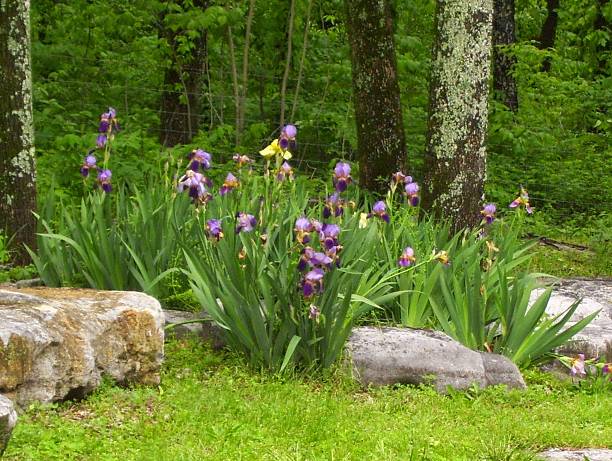 istock Purple Irises on a River Bank 509080663