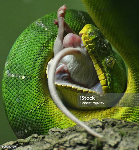 Tree Python Snack Green Tree Python Stock Photo - Download Image Now - Eating, Python ...