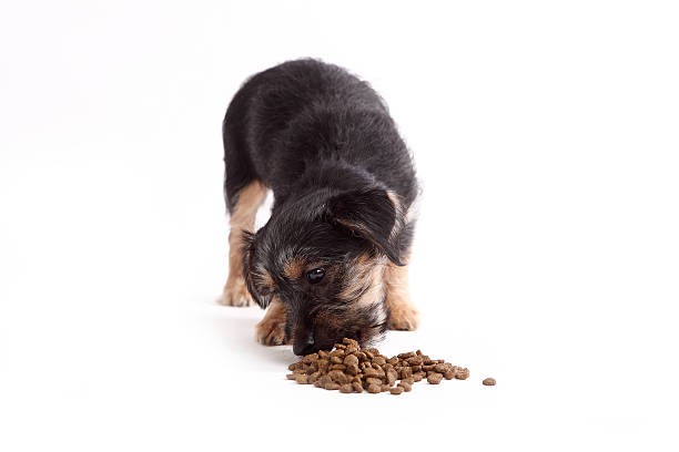 istock Young Terrier Mix eats dog food 509081053