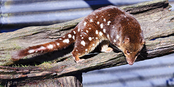 Tasmania Quoll horisontal Tasmanian carnivore mammal Quoll spotted fur with long tail sniffing and hunting in captivity on woods spotted quoll stock pictures, royalty-free photos & images