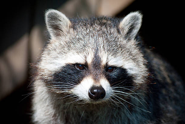 istock Face of a wild raccoon 509081561
