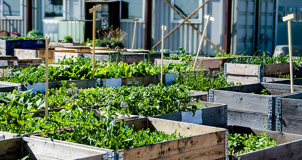 istock Urban Garden and Farming 509082423