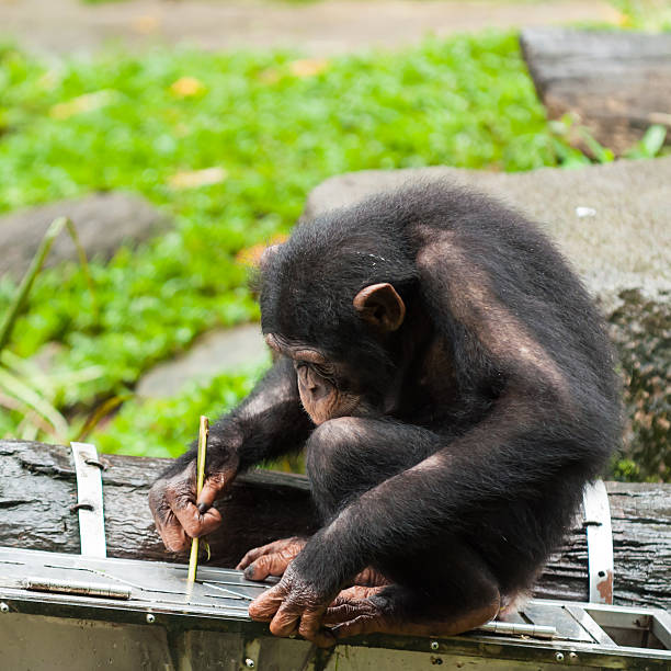 Common Chimpanzee A chimpanzee (pan troglodytes) uses tools to get fruit from a box. chimpanzee photos stock pictures, royalty-free photos & images