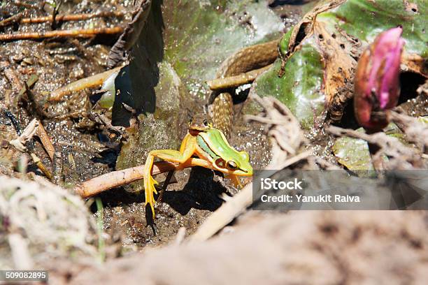 Snake Eating Frog At Swamp Stock Photo - Download Image Now - Amphibian, Animal, Animal Wildlife