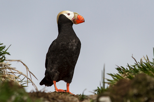tufted puffin  which stands on a slope in the grass