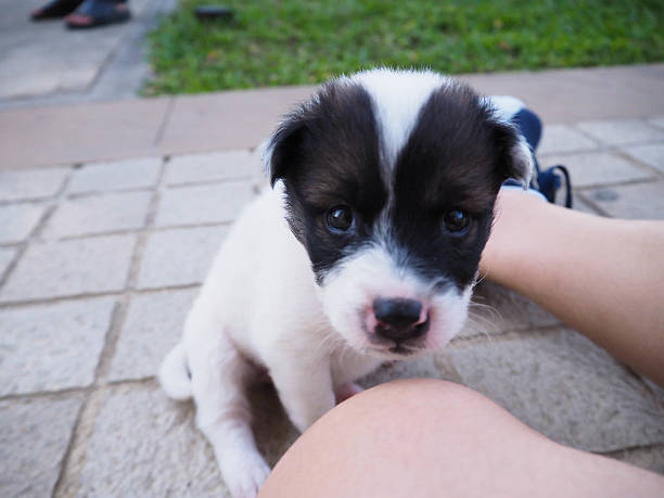 istock Puppy dog looking at camera 509089692