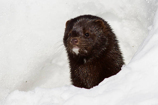 Portrait of an American mink which looks Portrait of an American mink which looks out from a snow american mink stock pictures, royalty-free photos & images