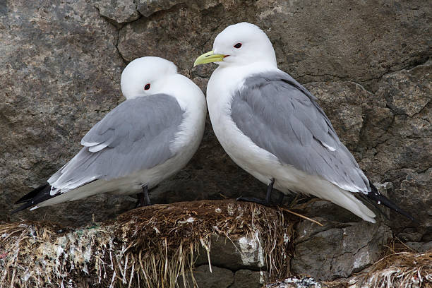 istock male and female black-legged kittiwake sitting 509090036