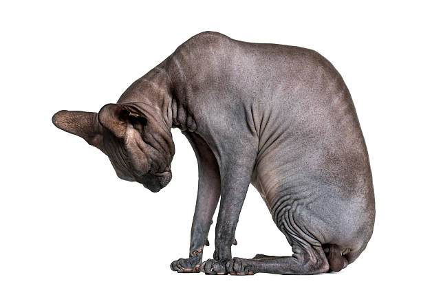 istock Sphynx (2 years old) in front of a white background 509090686