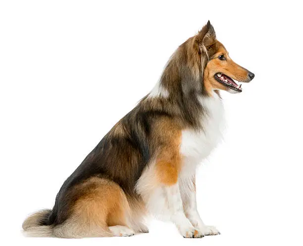 Shetland Sheepdog sitting in front of a white background